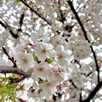 4/25〜28 最後(?)の三島遠征🍀