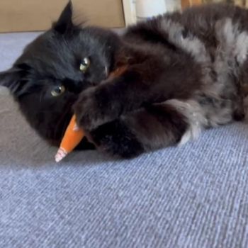 猫🐈‍⬛🎀