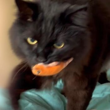 ネコは素晴らしい🐈‍⬛🎀